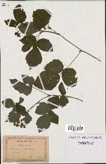 spécimen de Rubus caesius