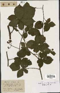 spécimen de Rubus fruticetorum