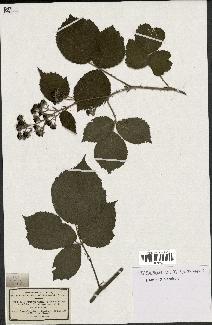 spécimen de Rubus hirsutus