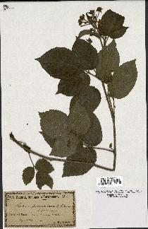 spécimen de Rubus guentheri