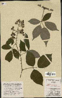 spécimen de Rubus geniculatus