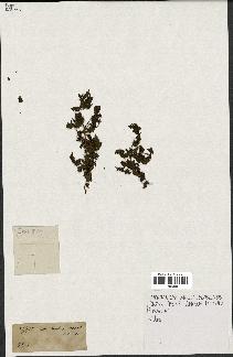 spécimen de Rubus sp.