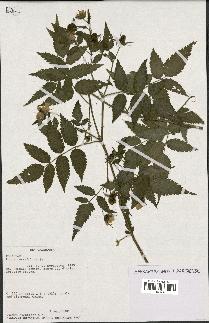 spécimen de Rubus rosaefolius