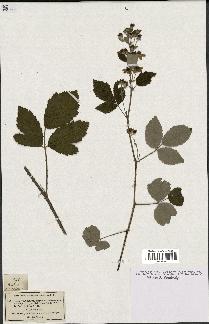 spécimen de Rubus tomentosus