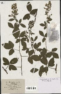 spécimen de Rubus tomentosus