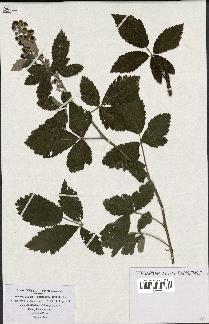 spécimen de Rubus tomentosus