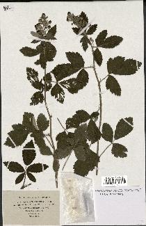 spécimen de Rubus tomentosus