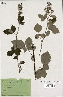 spécimen de Rubus thyrsoideus