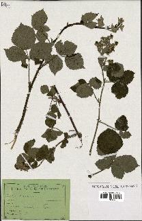 spécimen de Rubus tomentosus