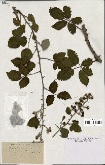 spécimen de Rubus rusticanus