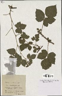 spécimen de Rubus polychaetus
