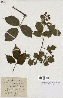 spécimen de Rubus multifidus