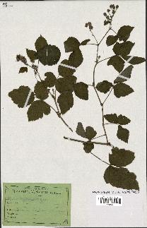 spécimen de Rubus ligerinus