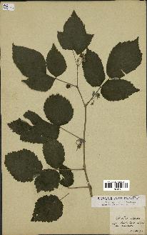 spécimen de Rubus idaeifolius