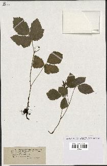 spécimen de Rubus saxatilis