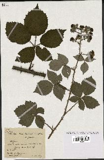 spécimen de Rubus consobrinus