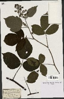 spécimen de Rubus pyramidalis