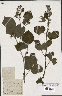 spécimen de Rubus glandulosus