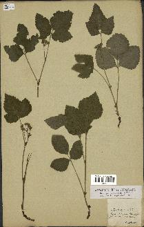 spécimen de Rubus saxatilis