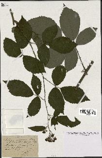 spécimen de Rubus montanus