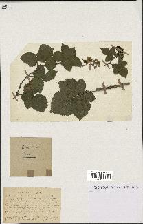 spécimen de Rubus caesius