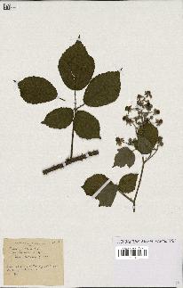 spécimen de Rubus pallidus