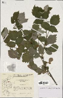 spécimen de Rubus idaeus