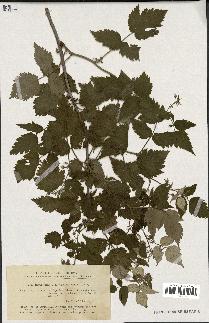 spécimen de Rubus idaeus