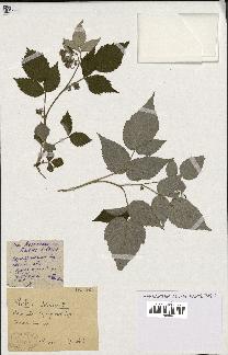 spécimen de Rubus idaeus