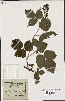 spécimen de Rubus villicaulis