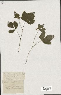 spécimen de Rubus saxatilis