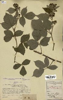 spécimen de Rubus alterniflorus