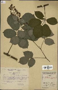 spécimen de Rubus alterniflorus