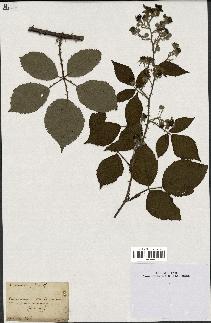 spécimen de Rubus incarnatus