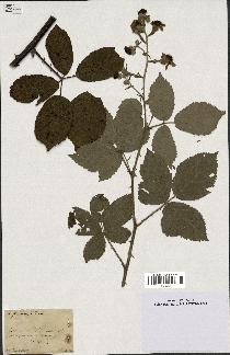 spécimen de Rubus flaccidus