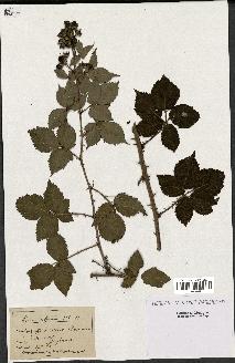 spécimen de Rubus affinis