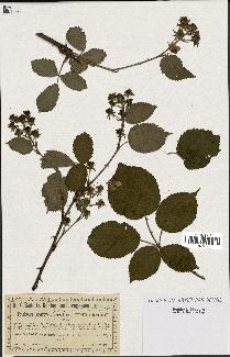 spécimen de Rubus sp.