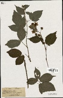 spécimen de Rubus sulcatus