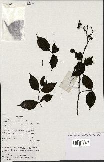 spécimen de Rubus leucanthus