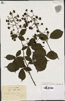 spécimen de Rubus ulmifolius