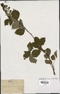 spécimen de Rubus ulmifolius