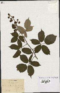 spécimen de Rubus ulmifolius