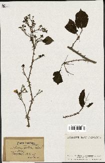 spécimen de Rubus nitidus