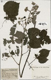 spécimen de Rubus thamnocharis