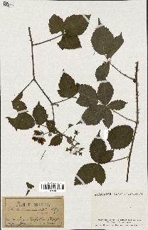 spécimen de Rubus acuminatus