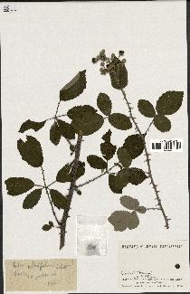 spécimen de Rubus ulmifolius