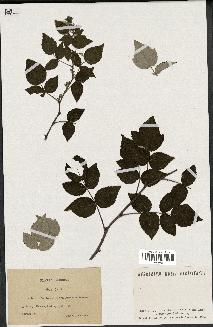 spécimen de Rubus idaeus