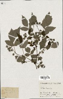 spécimen de Rubus idaeus