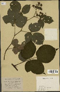 spécimen de Rubus megalanthus