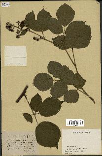 spécimen de Rubus gymnocarpus